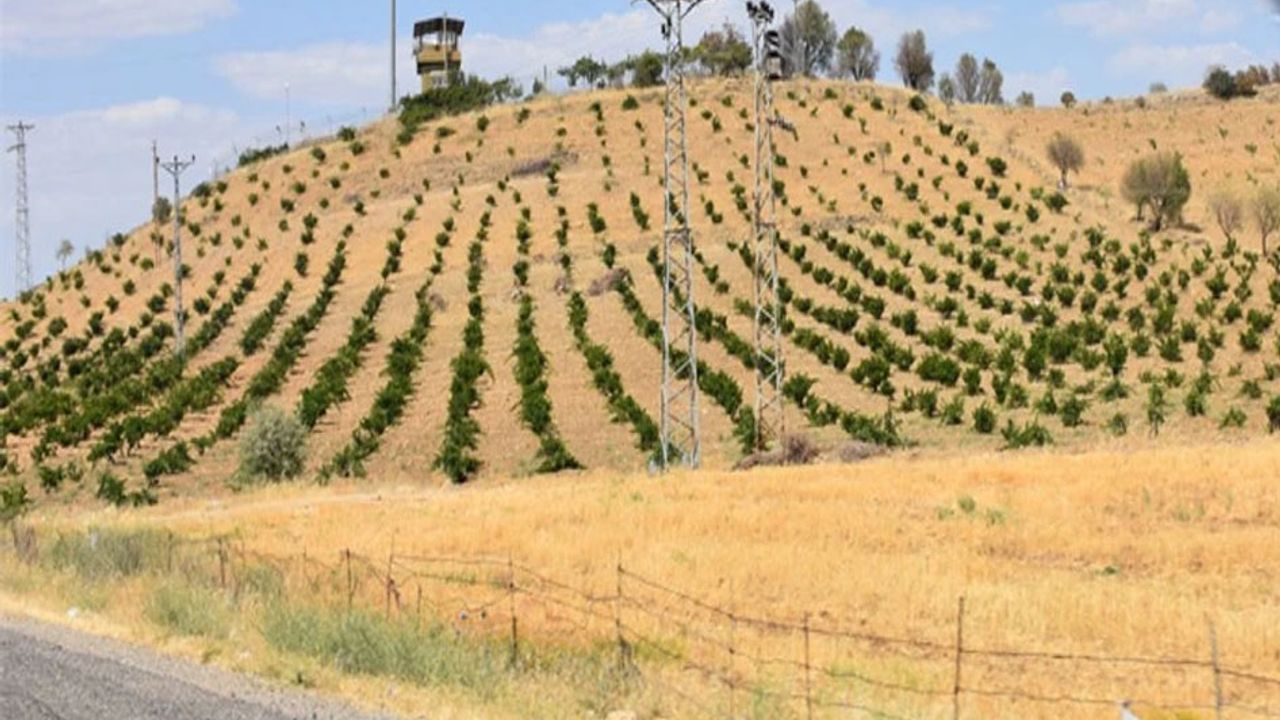 Gercüş’te bağcılık dahada gelişecek – Birlik Haber Ajansı