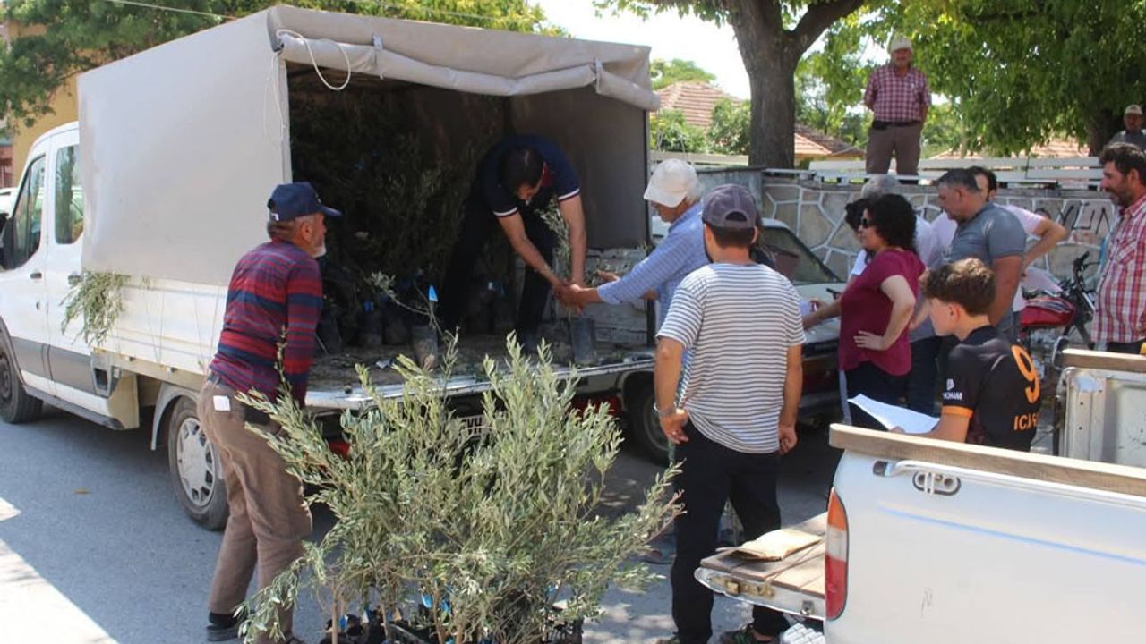 Antalya Büyükşehir Belediyesi’nden 19 ilçeye 40 bin zeytin fidanı desteği – Birlik Haber Ajansı