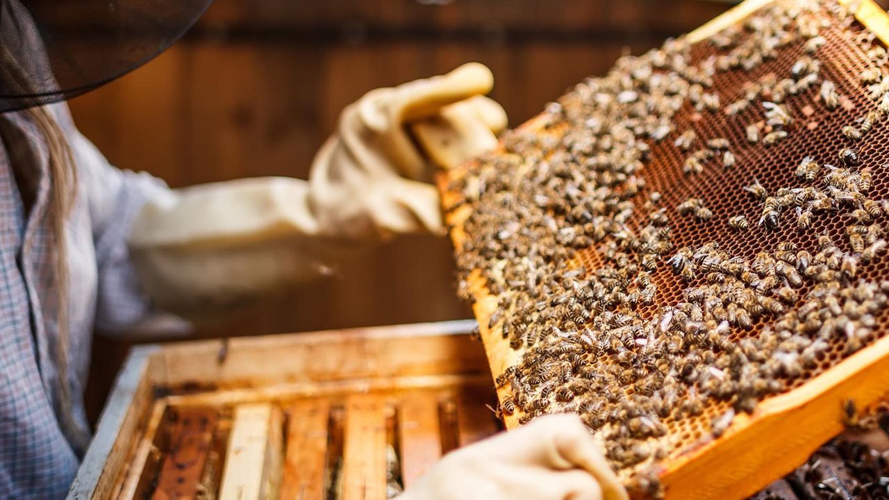 Bakanlıktan arıcılara öneri: Arıcılık turizmi – Birlik Haber Ajansı