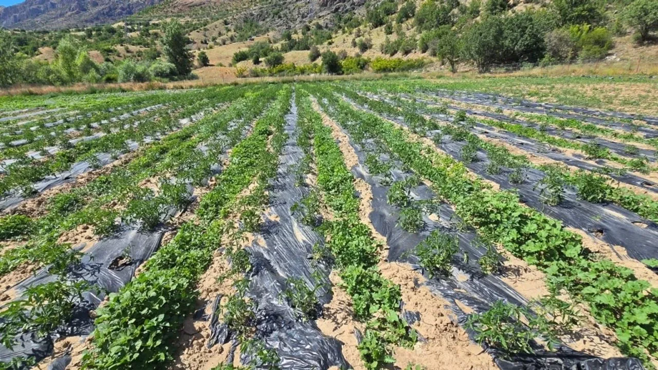 Çamoluk’ta yüzleri güldüren tarım projeleri – Birlik Haber Ajansı