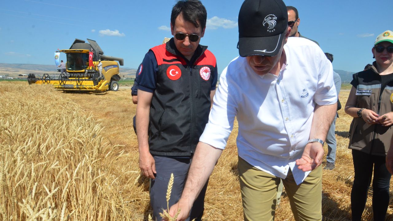 Amasya Gökhöyük Tarım İşletmesi’nde 2025 yılının ilk buğday hasadı gerçekleştirildi – Birlik Haber Ajansı