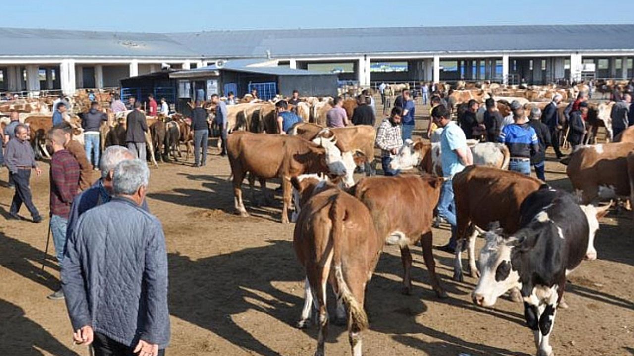 Kars Hayvan Pazarı şap hastalığı nedeniyle geçici olarak kapatıldı – Birlik Haber Ajansı