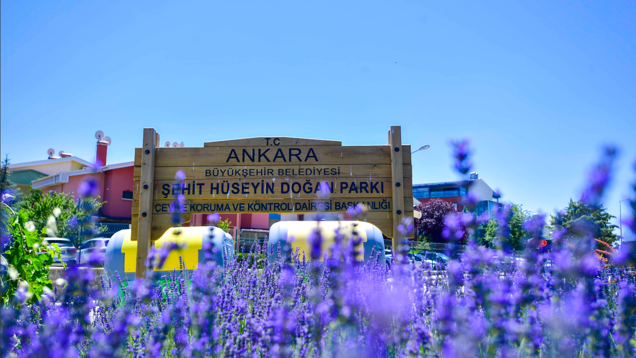 Başkent lavanta kokuyor – Birlik Haber Ajansı