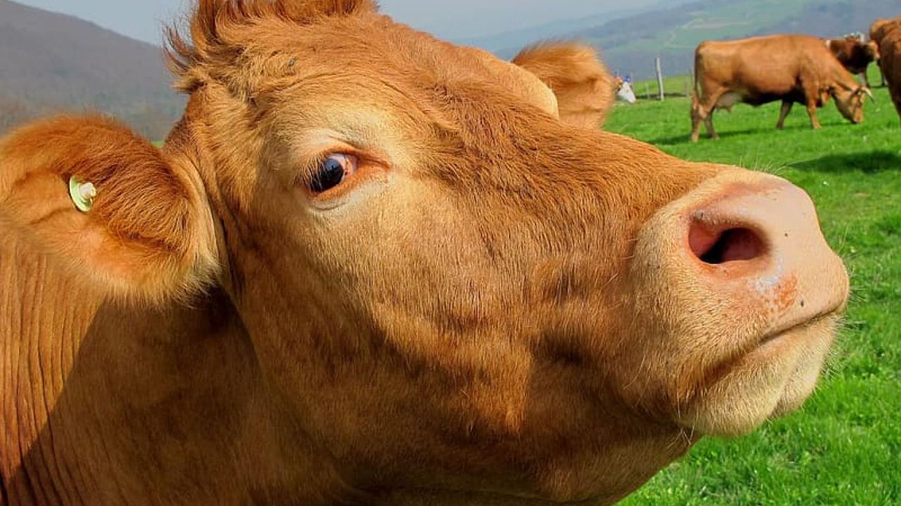 Tarım ve Orman Bakanlığı’ndan şap hastalığı açıklaması – Birlik Haber Ajansı