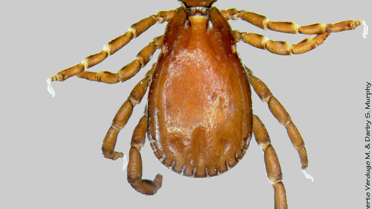 İstanbul’da görülen “Rhipicephalus” türü keneler tehlike oluşturmuyor – Birlik Haber Ajansı