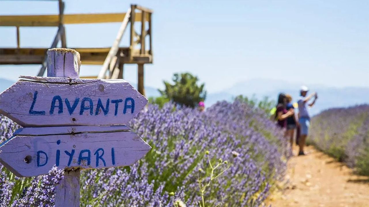 Lavanta kokulu başarı: Türkiye’nin mor altını Isparta’dan yükseliyor – Birlik Haber Ajansı