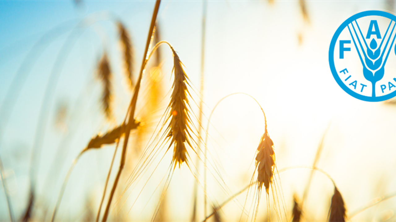 Türkiye, FAO üst yönetiminde – Birlik Haber Ajansı