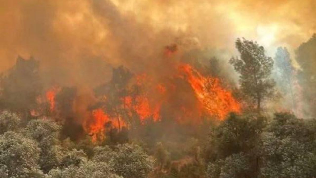 Eskişehir Seyitgazi’de facia: 10 orman işçisi şehit oldu – Birlik Haber Ajansı