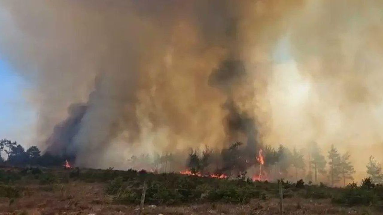 Gelibolu’da orman yangını – Birlik Haber Ajansı