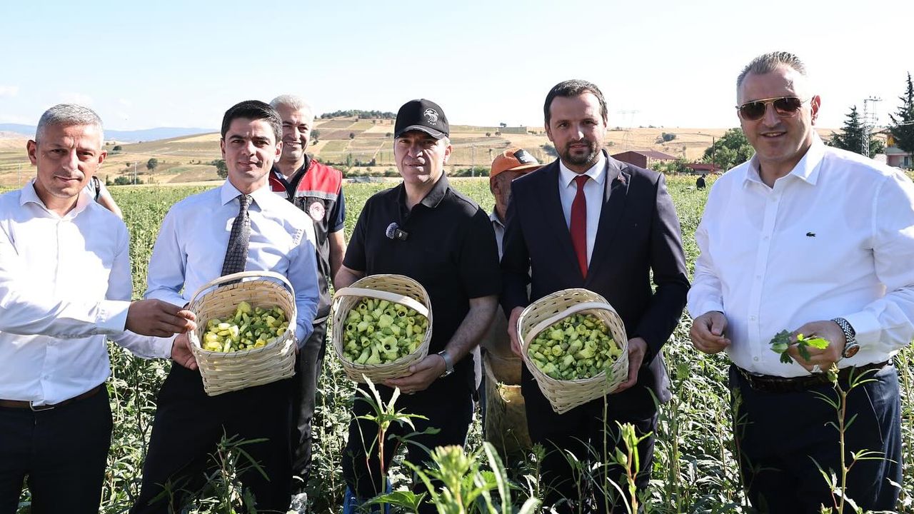 Amasya’nın çeyrek altını “çiçek bamyası” hasadı başladı – Birlik Haber Ajansı