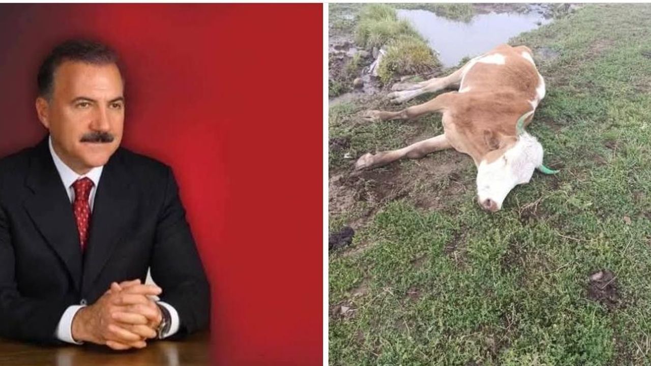 Kars Eski Belediye Başkanı Alibeyoğlu’ndan bağımsız hayvan hastalıkları araştırma enstitüsü çağrısı – Birlik Haber Ajansı