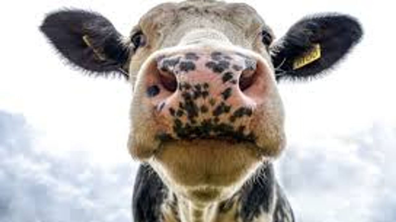 Şap hastalığına karşı aşılamada başarı: 24 ilde hayvan pazarları yeniden açıldı – Birlik Haber Ajansı