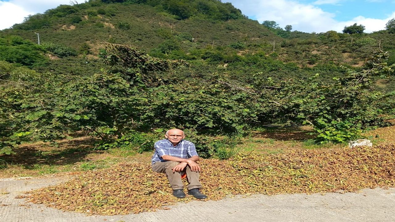 Giresun Ziraat Odası Başkanı Karan: Fındıkta rekolte düşük, fiyat 300 TL’yi görebilir – Birlik Haber Ajansı