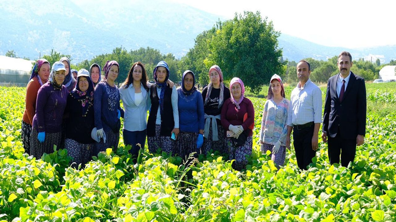 Kadın emeği tarımın lokomotifi – Birlik Haber Ajansı
