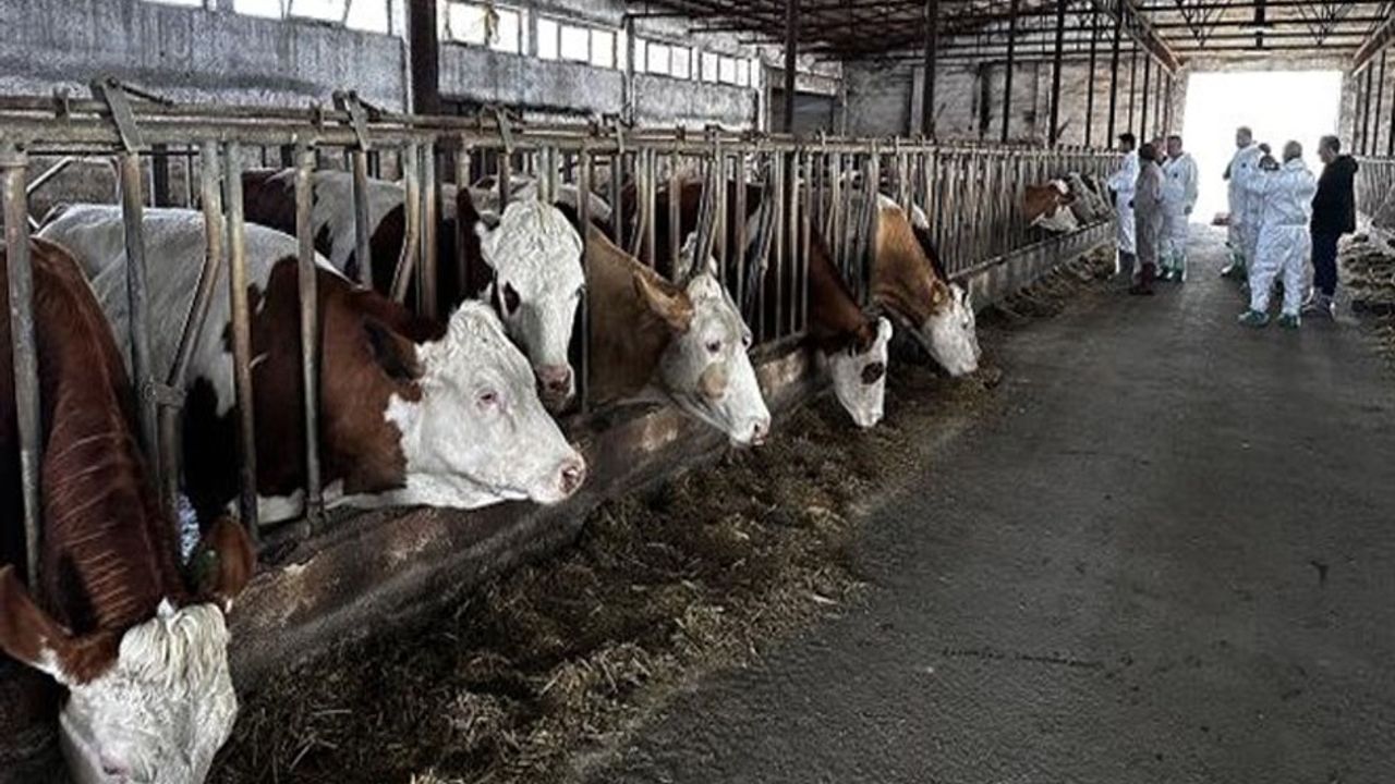 Şarkikaraağaç’ta şap alarmı – Birlik Haber Ajansı