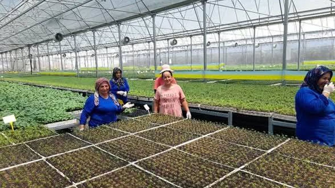 Kumluca’da yaz sıcakları altında fide üretimi: İşçiler zorlu koşullarda çalışıyor – Birlik Haber Ajansı