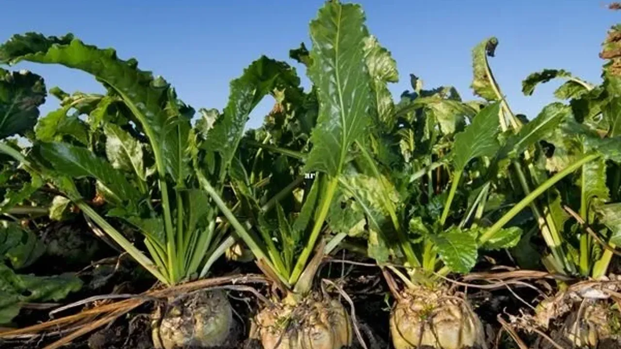 Şeker sektöründe 2025-2026 kotaları açıklandı – Birlik Haber Ajansı