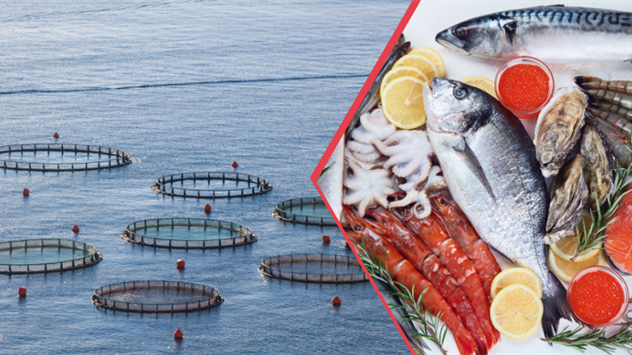 Doğu Karadeniz su ürünleri dünyaya ihraç ediliyor – Birlik Haber Ajansı