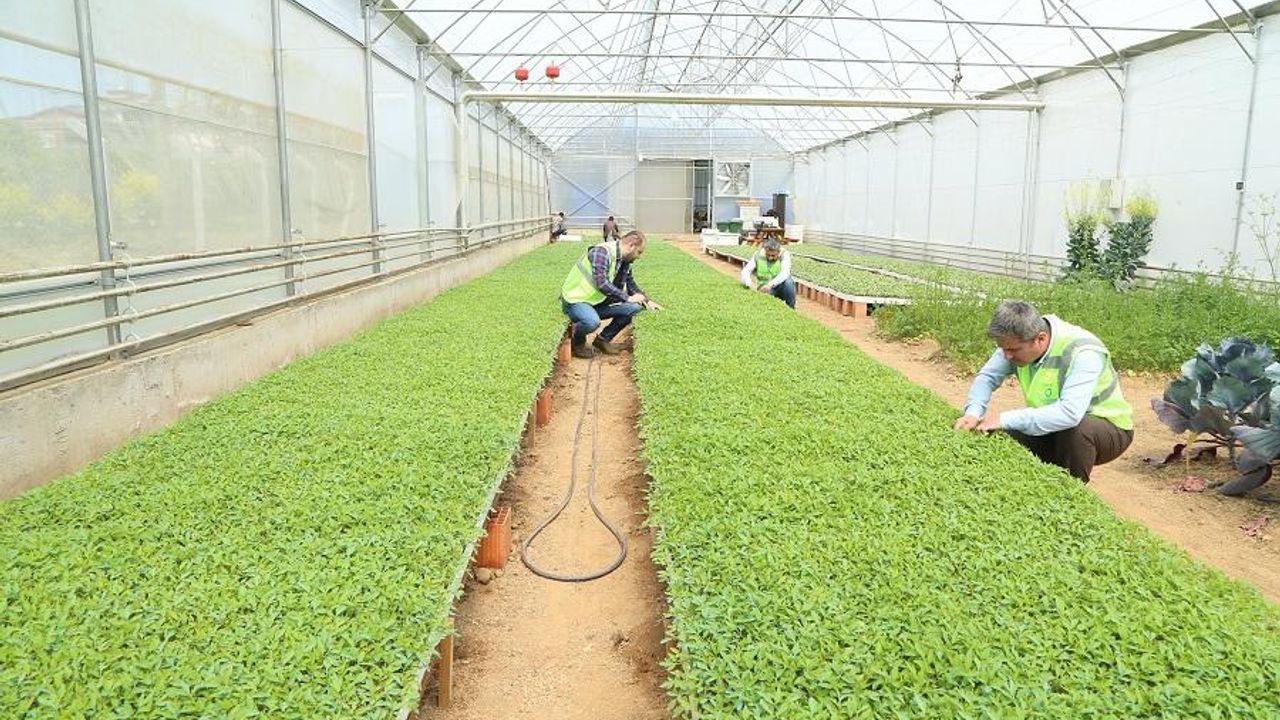 Ordu Büyükşehir desteklerle teşvik etti, vatandaş kendi sebzesini üretti – Birlik Haber Ajansı