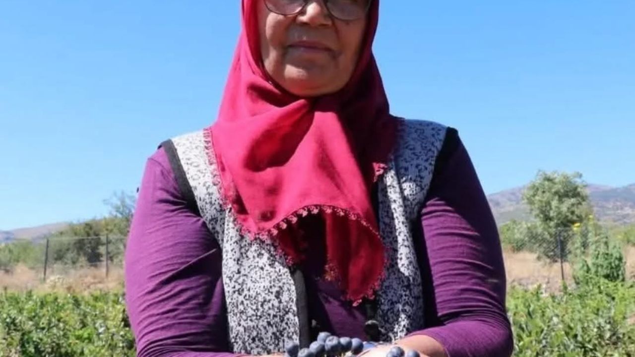 Köyüne döndü, “Aronya’yı” şifa için ücretsiz dağıtıyor – Birlik Haber Ajansı