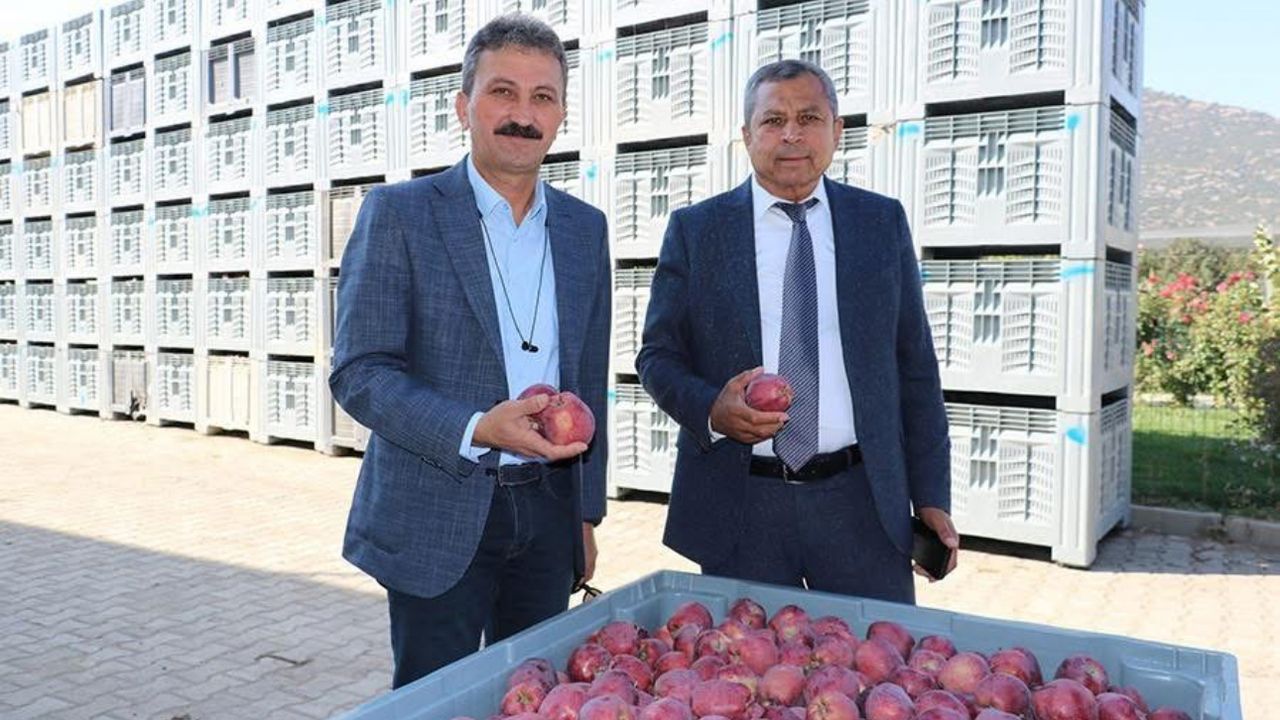 Isparta’da 2025 elma hasadı başladı – Birlik Haber Ajansı