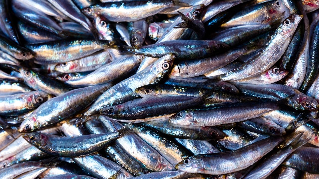 Karadeniz’de hamsi bereketi: Ordulu balıkçılar limana dolu ağlarla döndü – Birlik Haber Ajansı