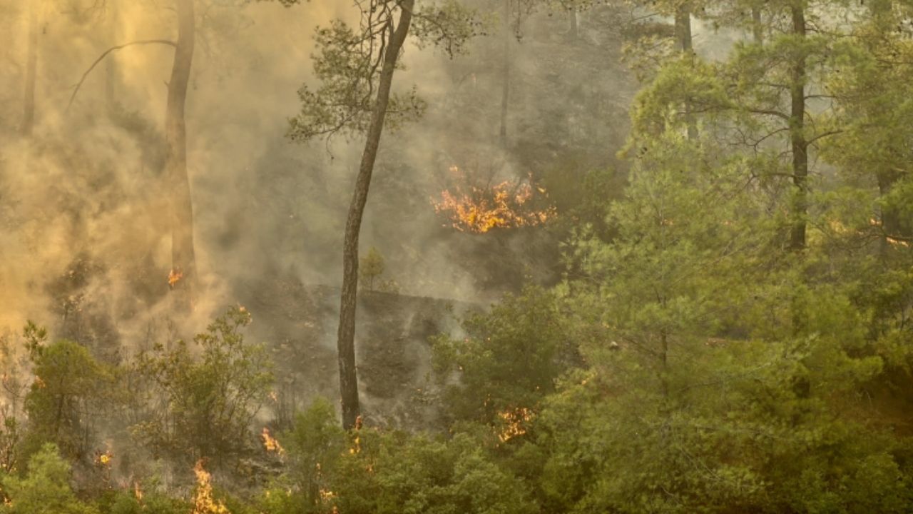 Çanakkale Ezine’de orman yangınına müdahale sürüyor – Birlik Haber Ajansı