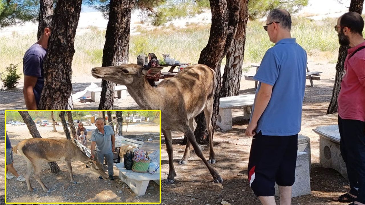 Salda Gölü’nde kızıl geyik sürprizi – Birlik Haber Ajansı