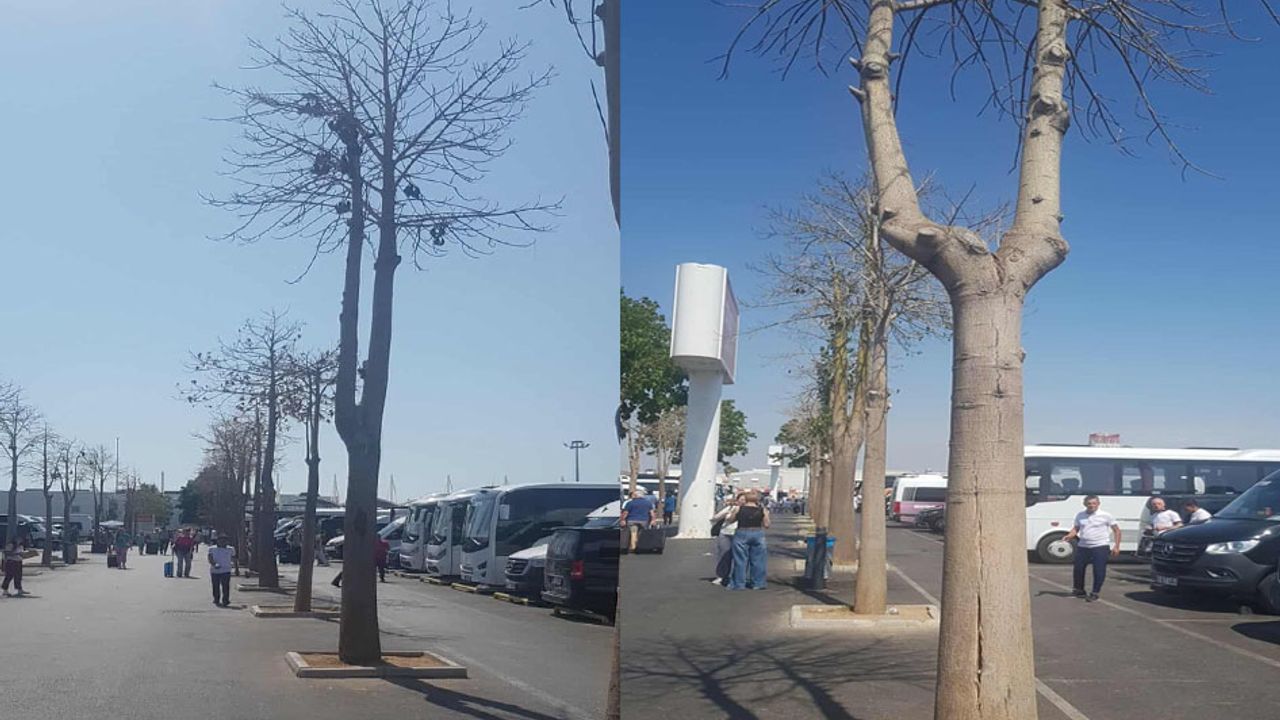 Antalya Havalimanı’nda kuruyan ağaçlar tepki çekti – Birlik Haber Ajansı