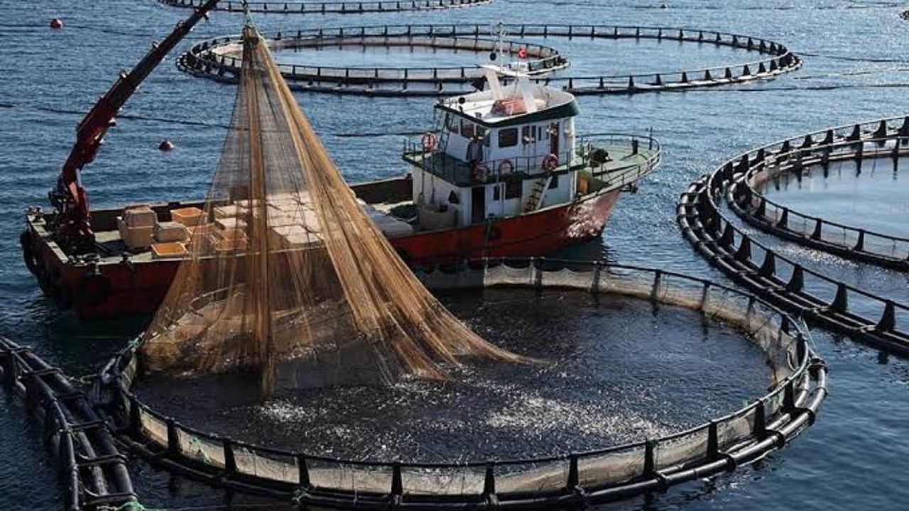 Pazar’da kafes balıkçılığına tepki: Denizimizi kirletmeyin – Birlik Haber Ajansı
