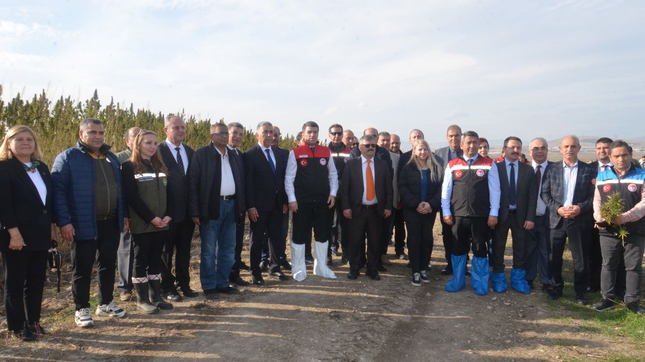 Türkiye’nin ilk yerli ve milli "Vezir Kenevirinin" hasadı Amasya’da gerçekleştirildi