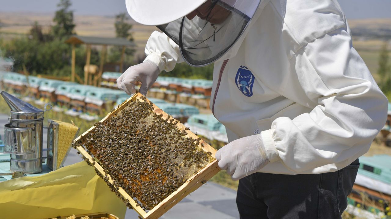 ABB’den arı üreticilerine büyük destek – Birlik Haber Ajansı