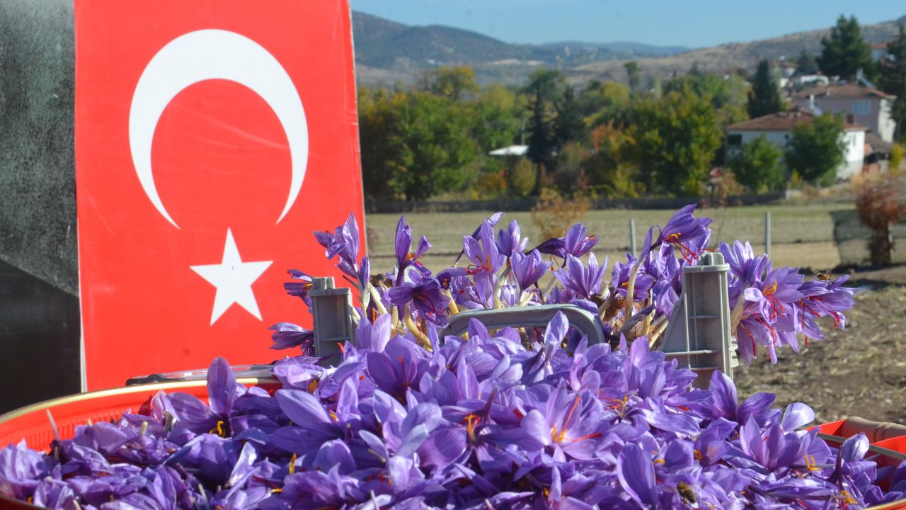 Dünyanın en pahalı bitkisi safran, Amasya’da hasat edildi – Birlik Haber Ajansı