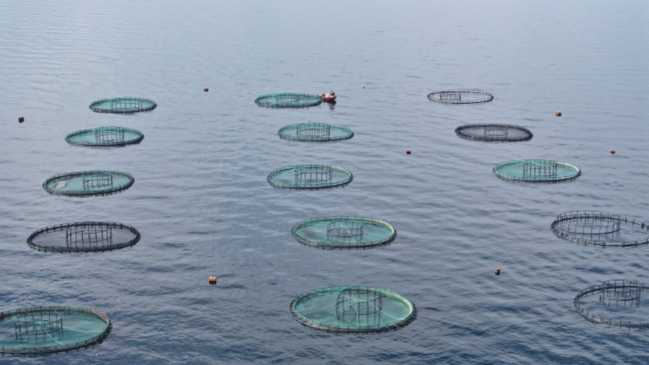 Karadeniz’den 31 ülkeye 278 milyon dolarlık su ürünü ihracatı – Birlik Haber Ajansı