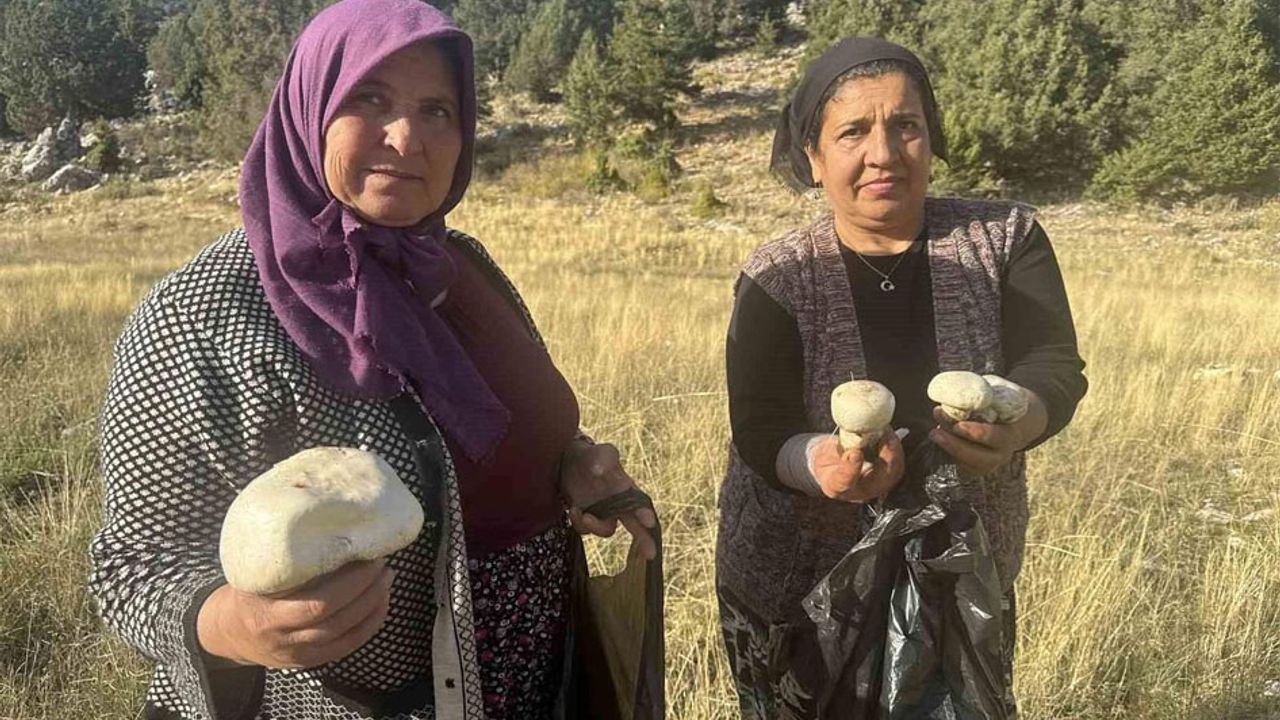 Toroslar’da mantar bereketi başladı – Birlik Haber Ajansı