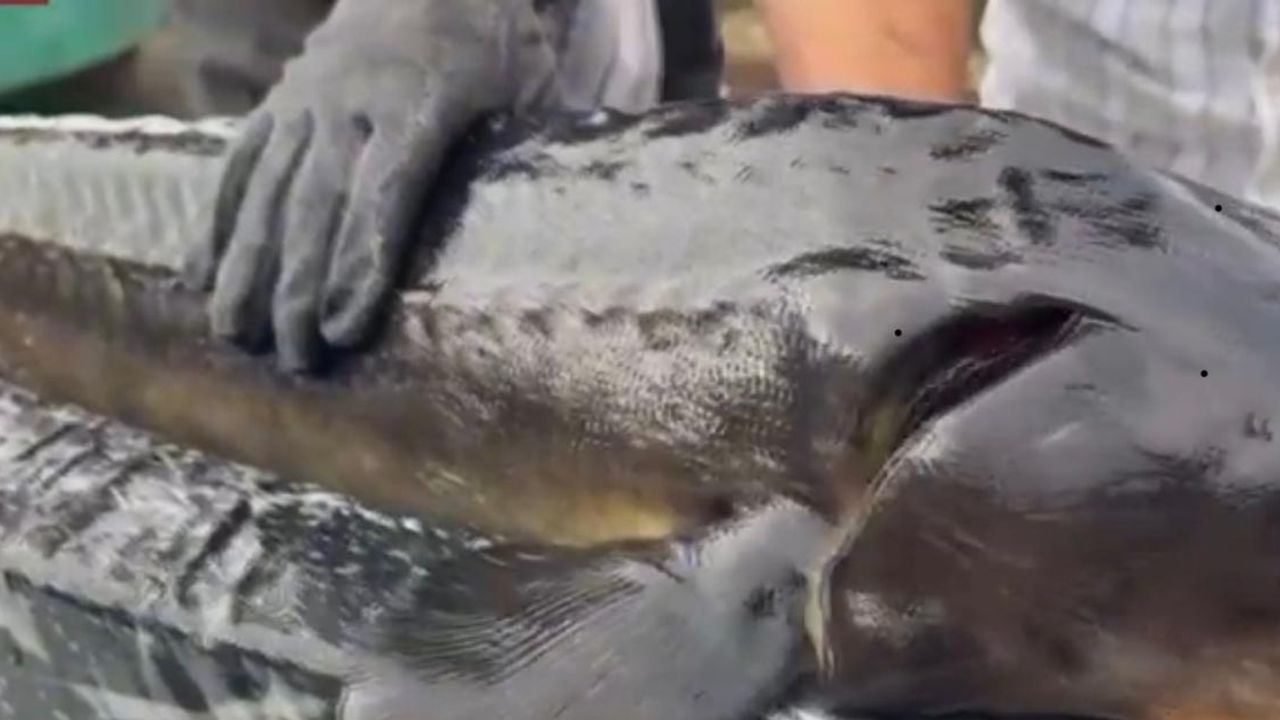 Rize Gastronomisi hedef büyüttü, dünyaya Mersin balığı ve havyar satacağız – Birlik Haber Ajansı