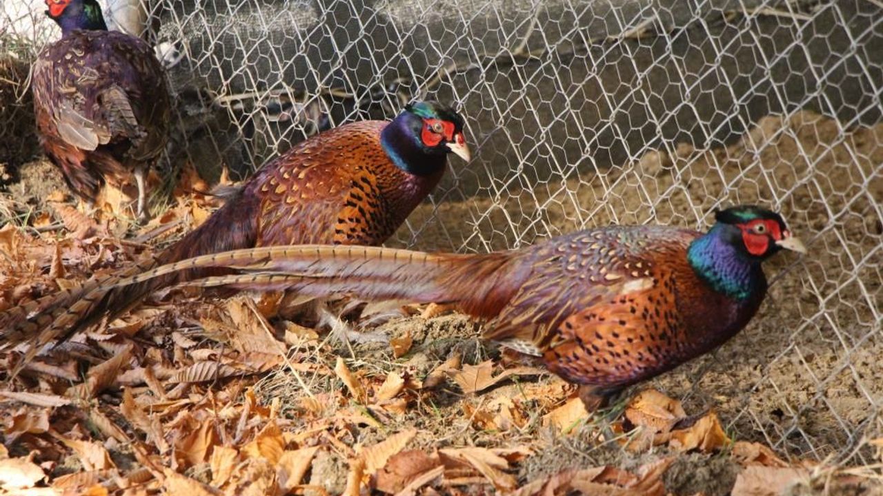 Osmanlı mutfağının gözdesi Sülün, Amasya Üniversitesi’nde üretildi – Birlik Haber Ajansı