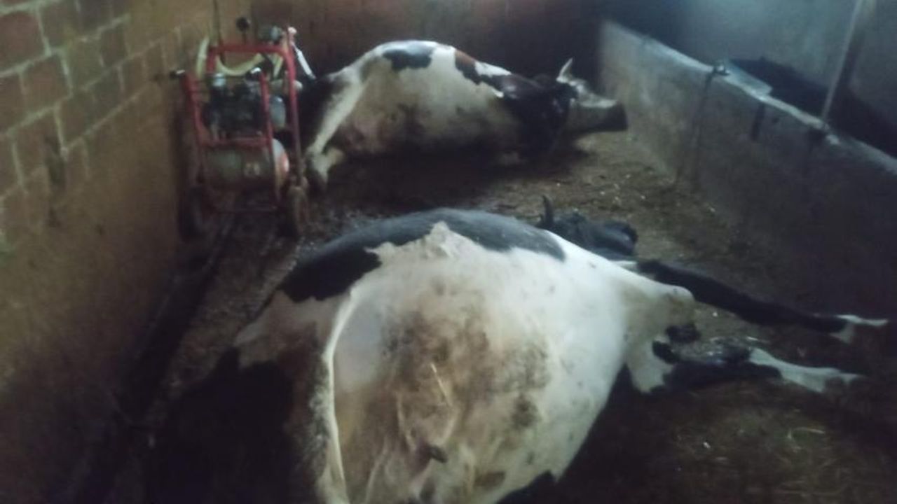 Çine’de yıldırım felaketi; İki büyükbaş hayvan telef oldu – Birlik Haber Ajansı