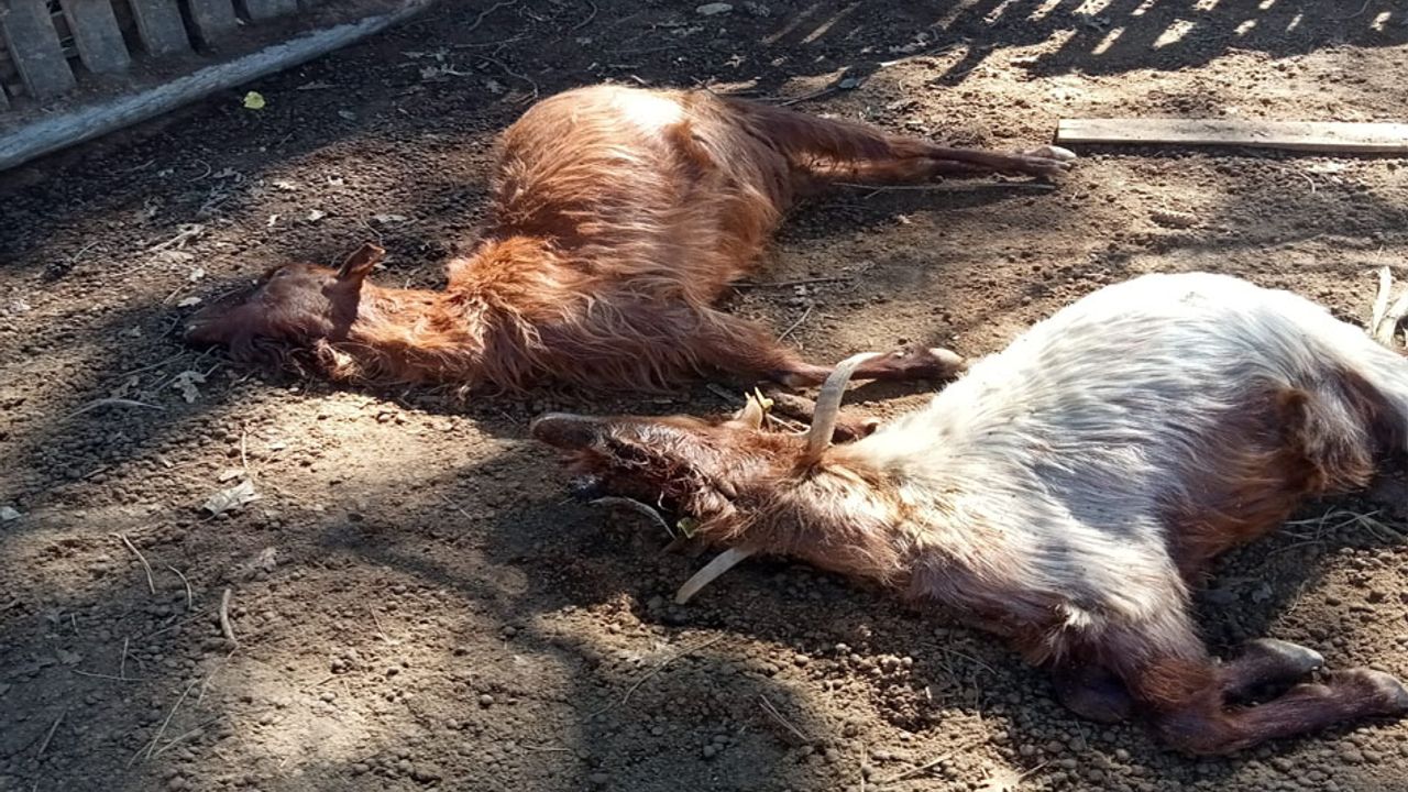 Isparta’da kurt saldırıları üreticiyi bezdirdi – Birlik Haber Ajansı
