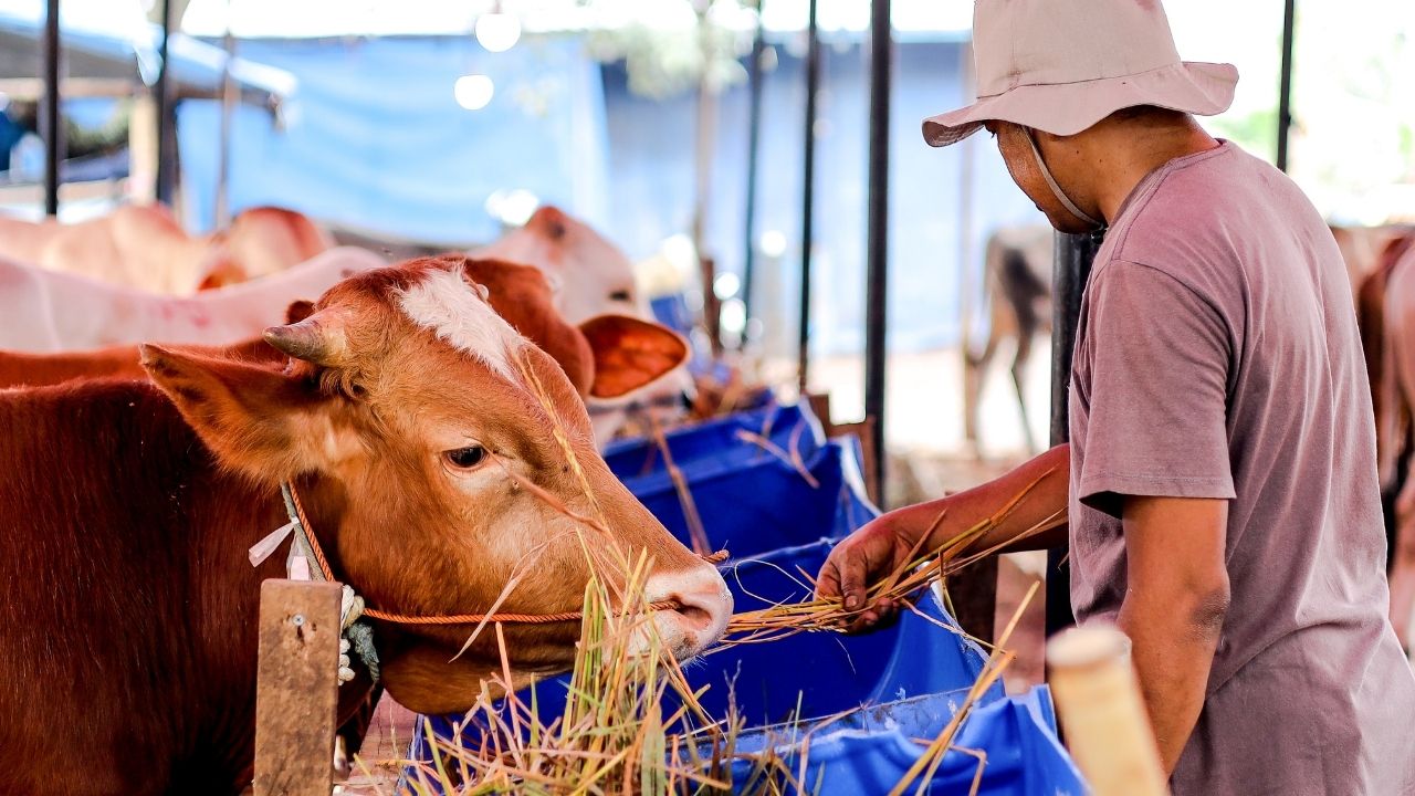 Yerli sığır sayısı yüzde 85 azaldı: Hayvancılık ithalata bağımlı oldu – Birlik Haber Ajansı