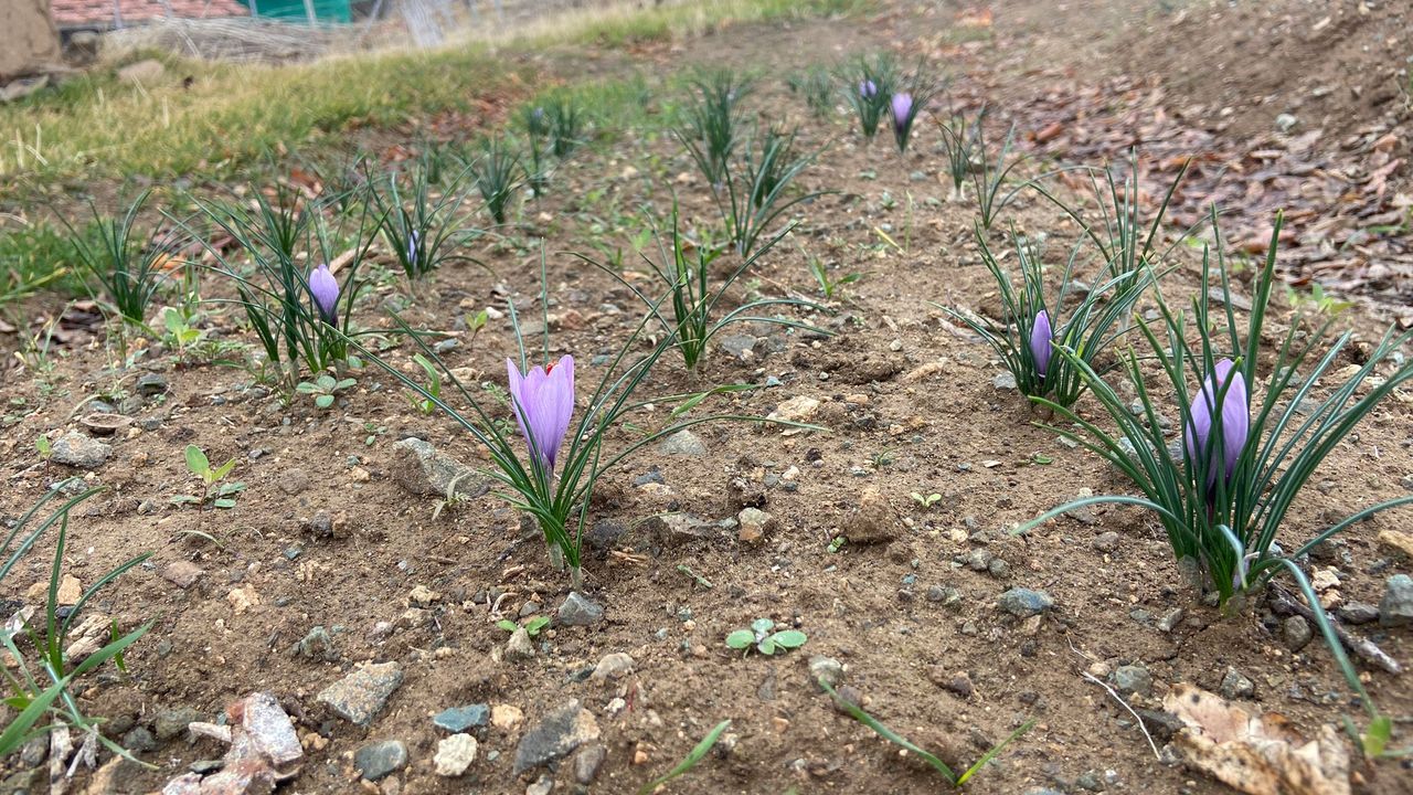 Kralların Baharatı Kırıkkale’de toprakla buluştu – Birlik Haber Ajansı