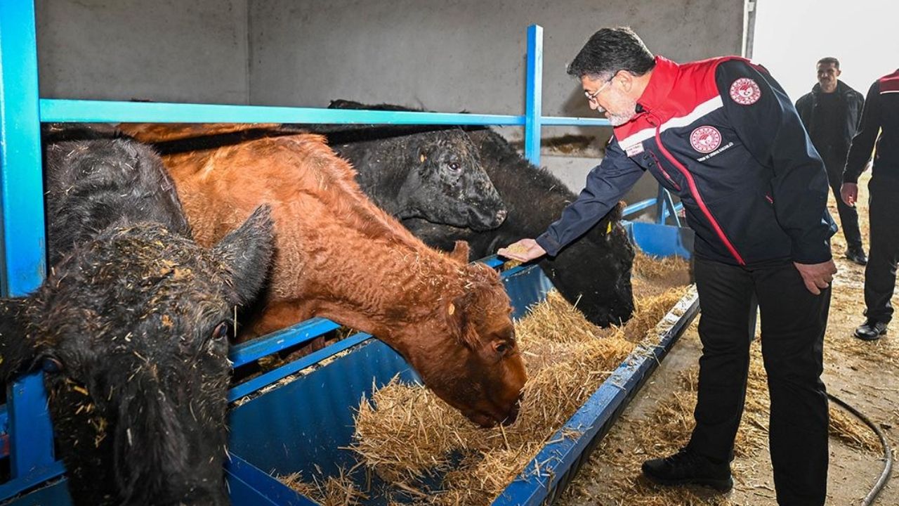 Kırmızı et üretimini artıracak proje sonuç vermeye başladı – Birlik Haber Ajansı