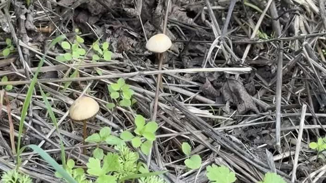 Yenilebilir sanılan her 3 mantardan 1’i hastanelik edebilir – Birlik Haber Ajansı