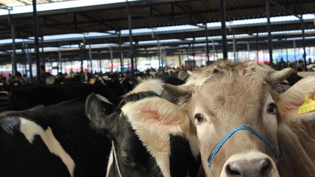 Burdur Canlı Hayvan Pazarı üreticilere yeniden kapılarını açtı – Birlik Haber Ajansı