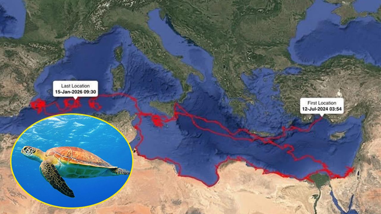 Caretta Gümüş 24 Bin Km Yol Kat etti – Birlik Haber Ajansı