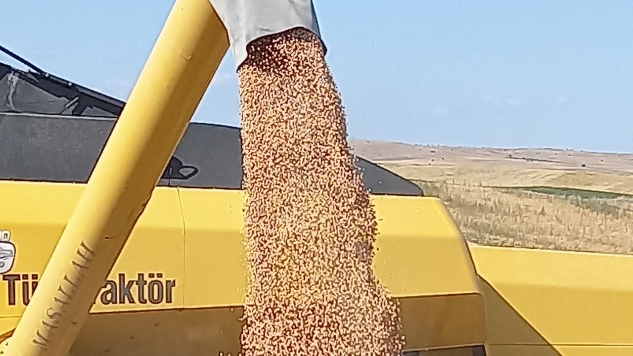 ABB Kırsal Hizmetler Daire başkanlığı % 50 hibeli nohut tohumu – Birlik Haber Ajansı