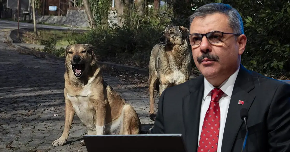 Sahipsiz hayvanların yüzde 80’i toplandı