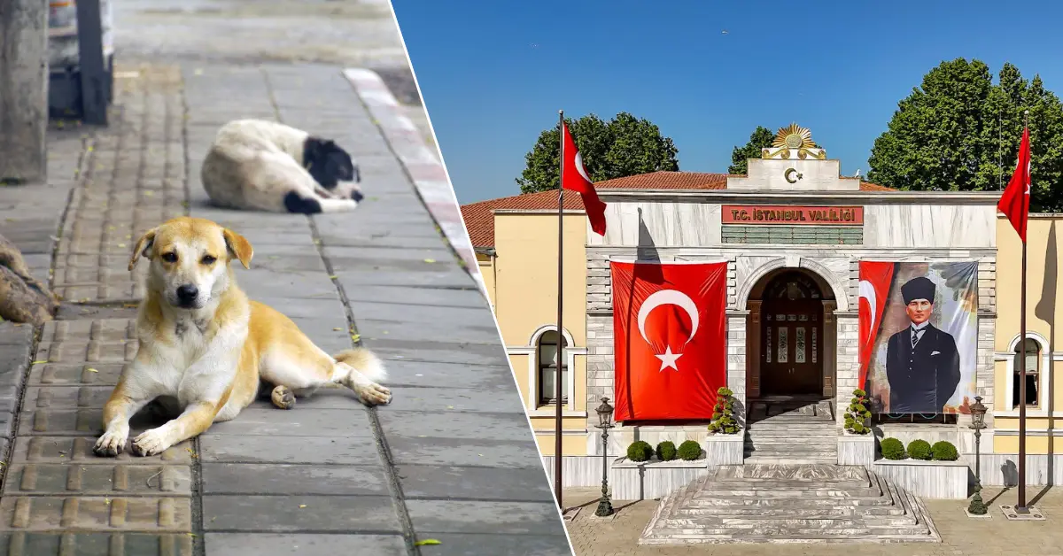 Sokak hayvanlarında geri adım yok